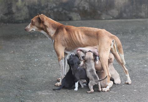 köpekler kaç aylıkken doğum yapar